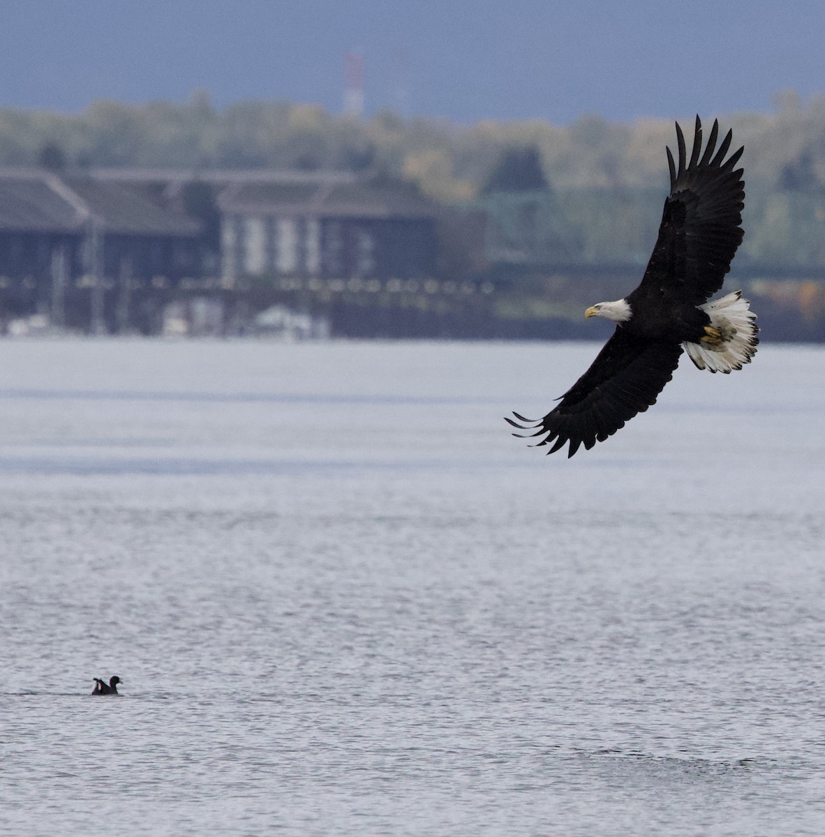 Itsas arrano buruzuria - ML644787028