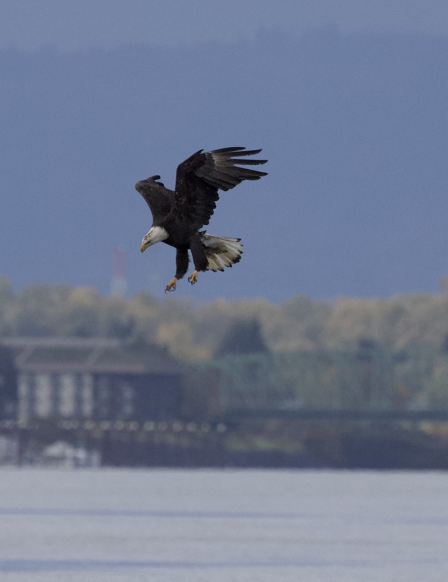 Itsas arrano buruzuria - ML644787029