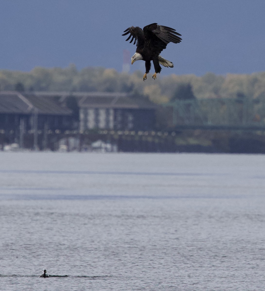 Itsas arrano buruzuria - ML644787030