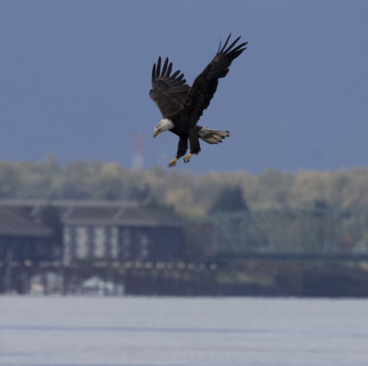 Itsas arrano buruzuria - ML644787031