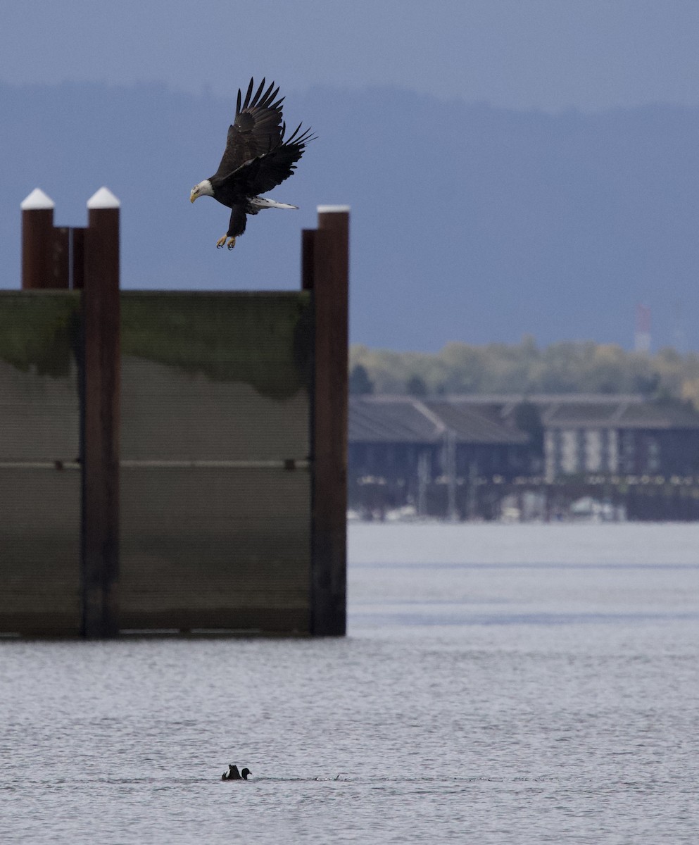 Itsas arrano buruzuria - ML644787032