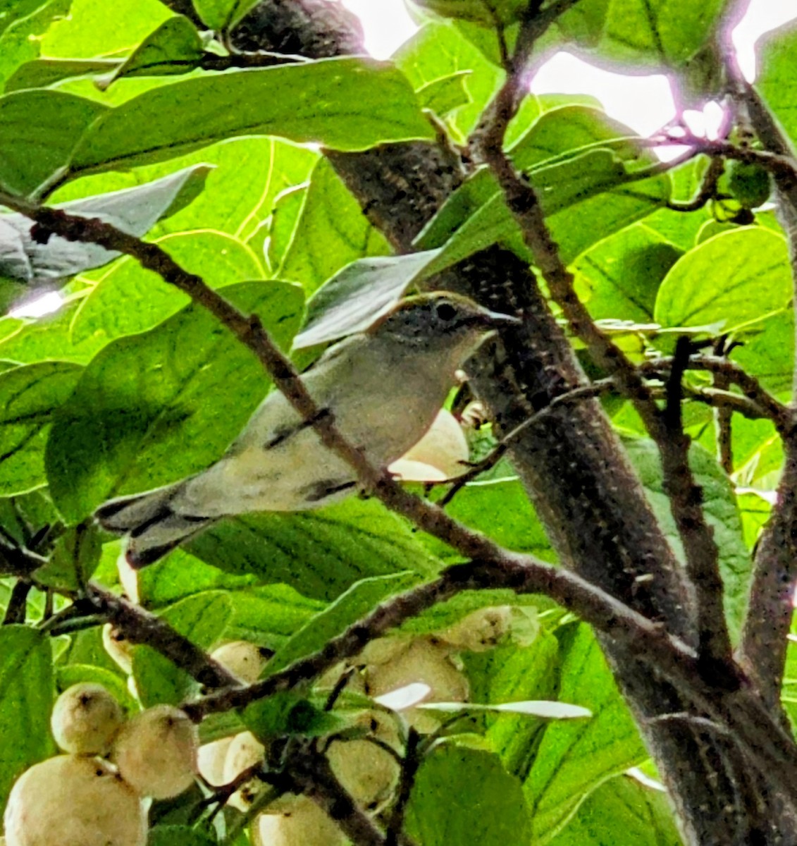 Пісняр-лісовик рудобокий - ML644787033