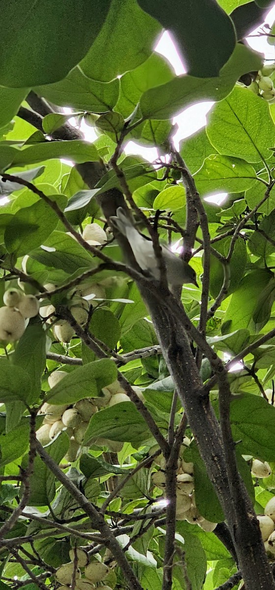 Пісняр-лісовик рудобокий - ML644787034