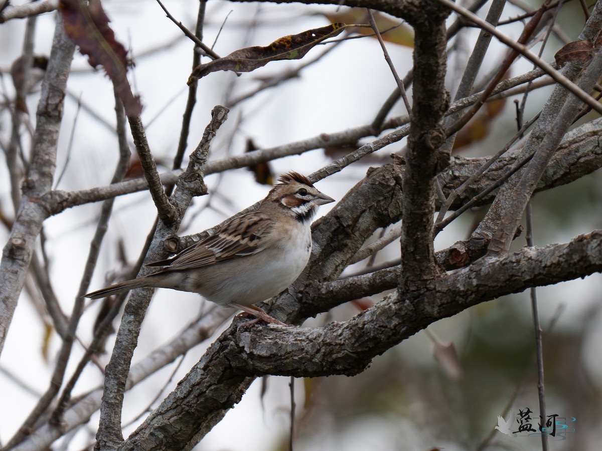 Lark Sparrow - ML644787038