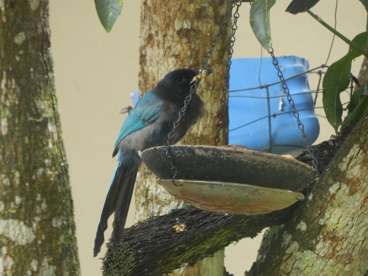 Bushy-crested Jay - ML644787039