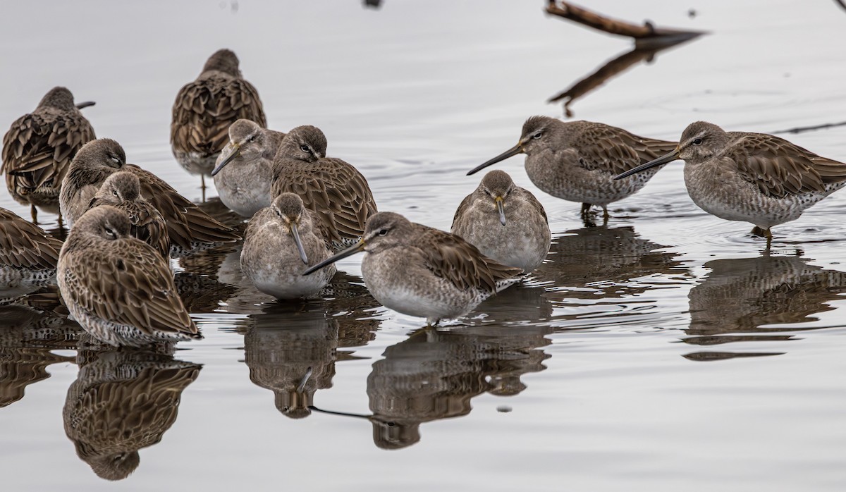 Хараалжин цууцил - ML644787068