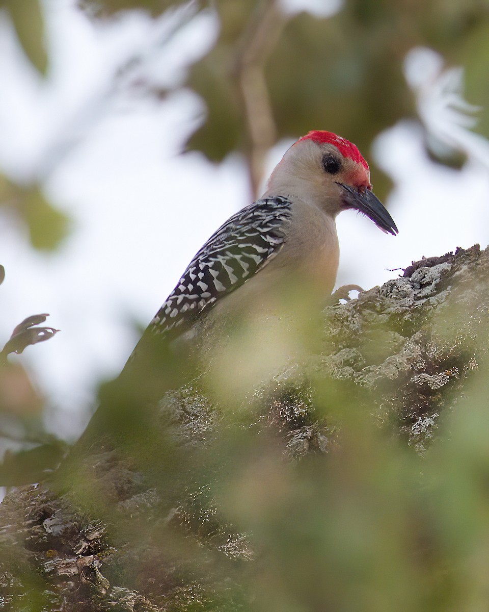 Carpintero de Carolina - ML644787069