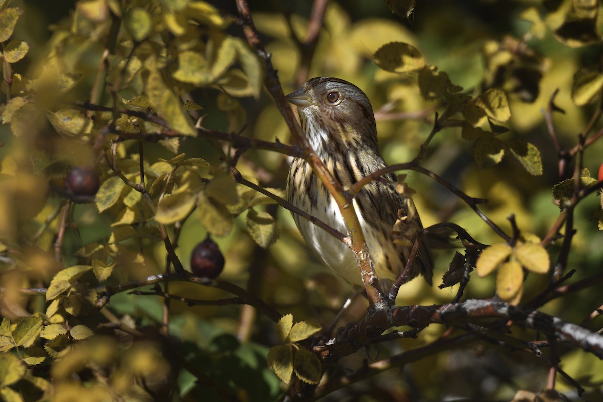 Lincoln's Sparrow - ML644787071