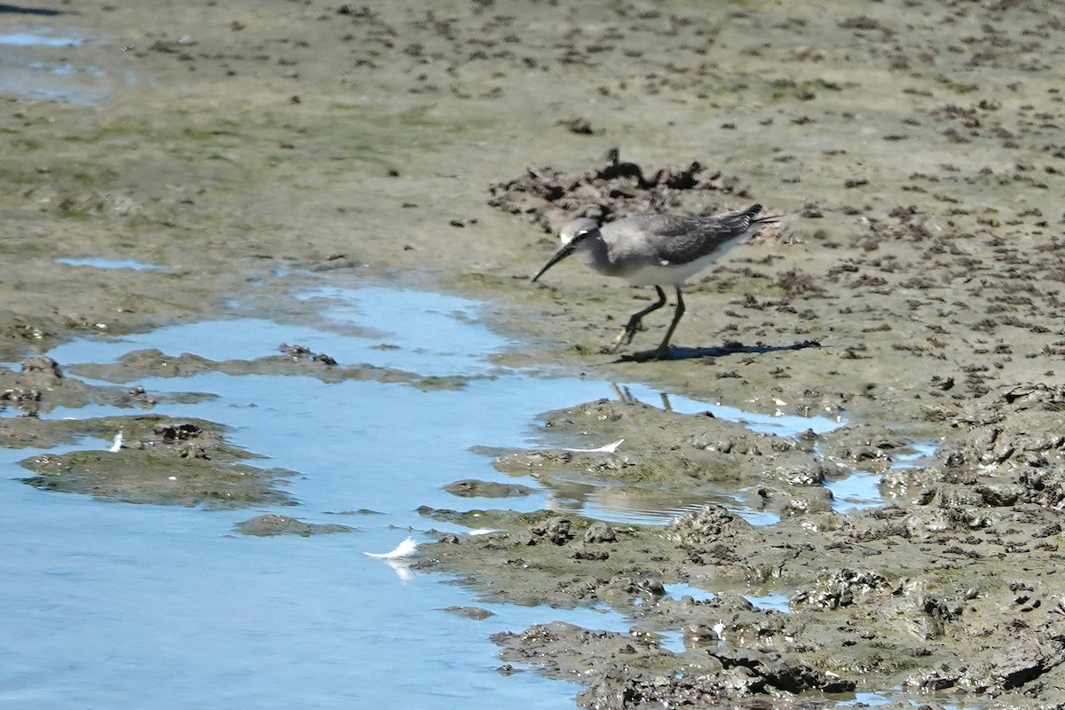ביצנית אפורת-זנב - ML644787073