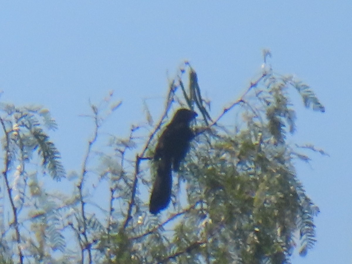 Groove-billed Ani - ML644787084