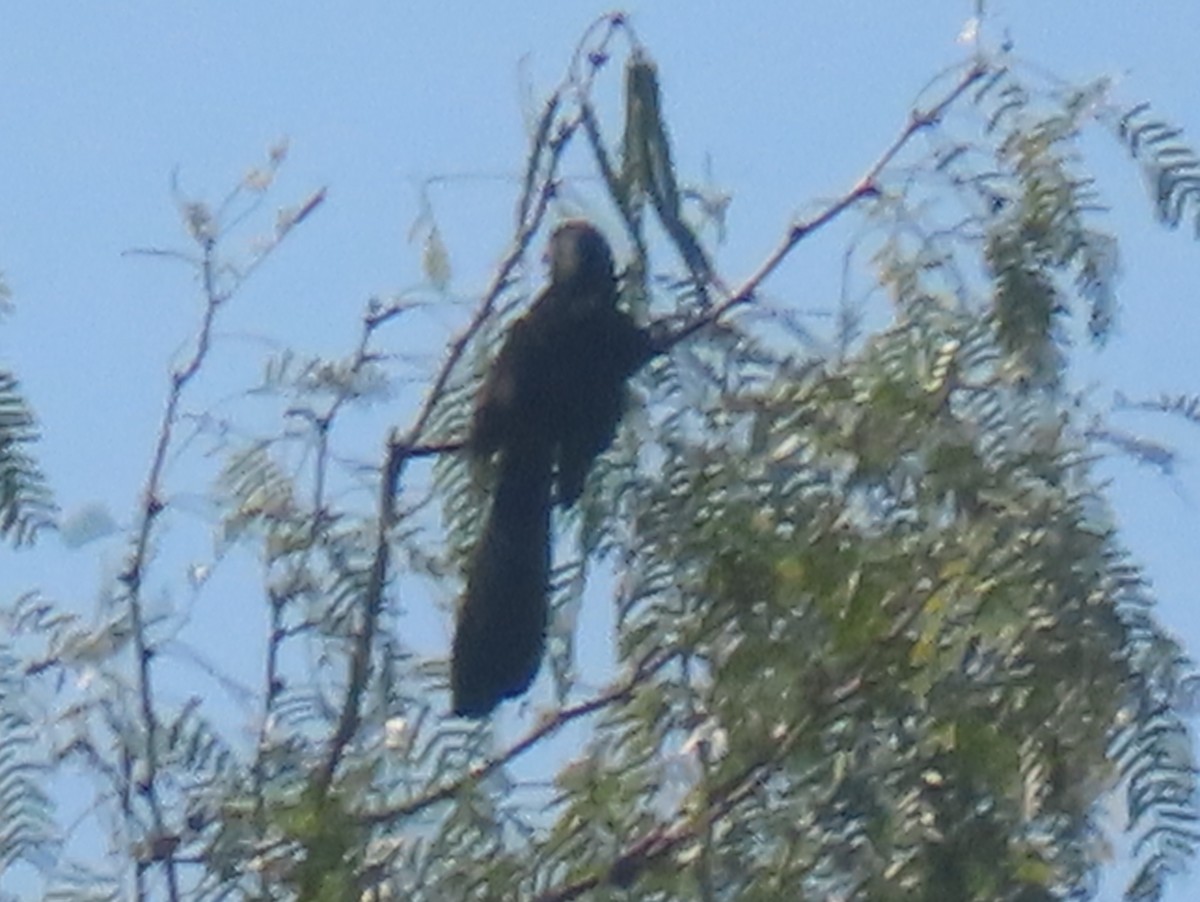 Groove-billed Ani - ML644787085