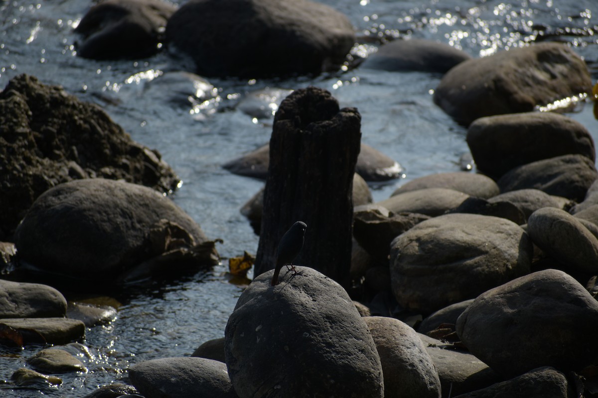 カワビタキ - ML644787091