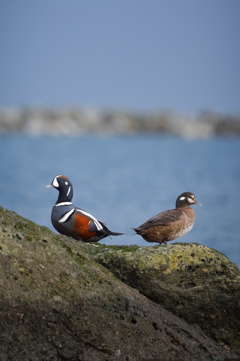 Palyaço Ördeği - ML644787095