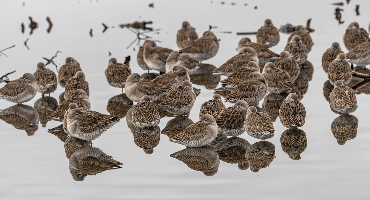 Хараалжин цууцил - ML644787097