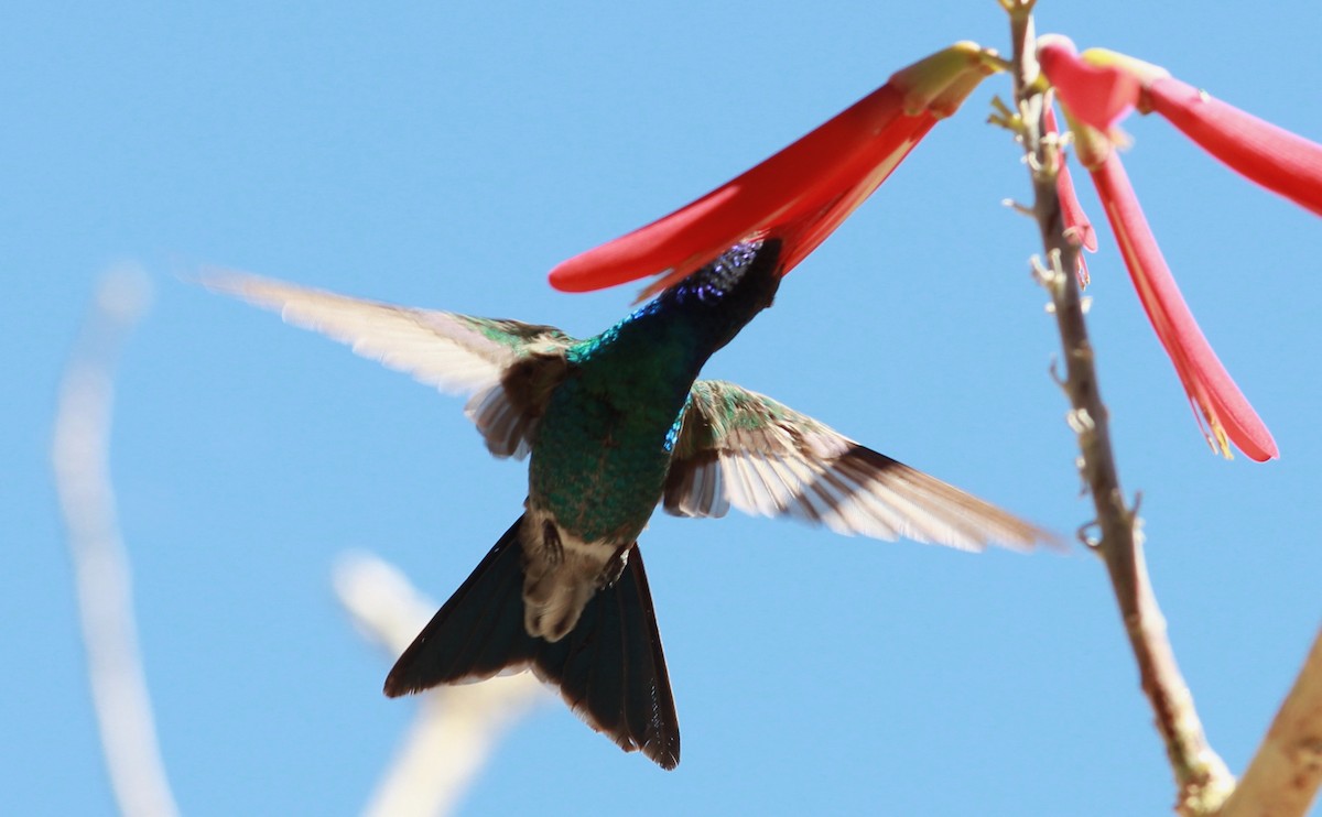 アカハシハチドリ - ML644787106