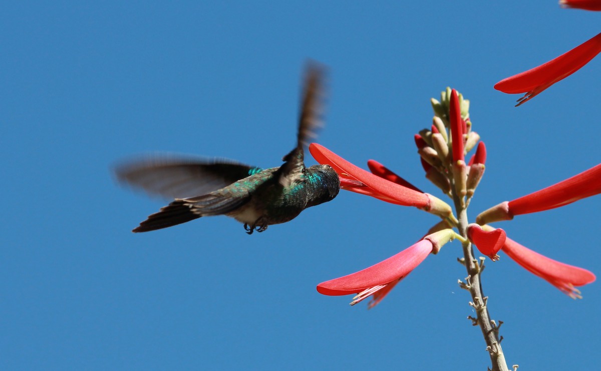 アカハシハチドリ - ML644787109