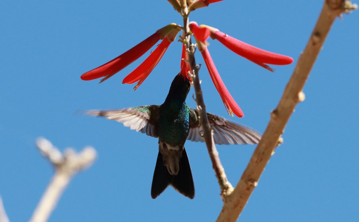 アカハシハチドリ - ML644787110