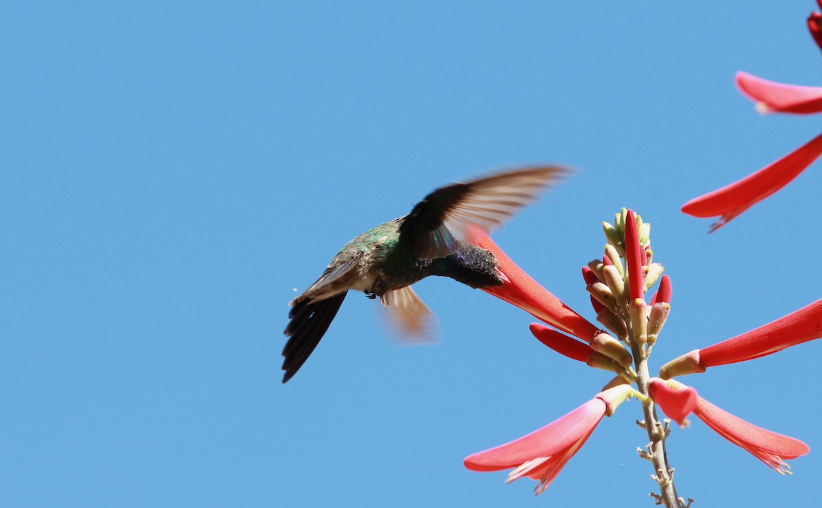 アカハシハチドリ - ML644787112