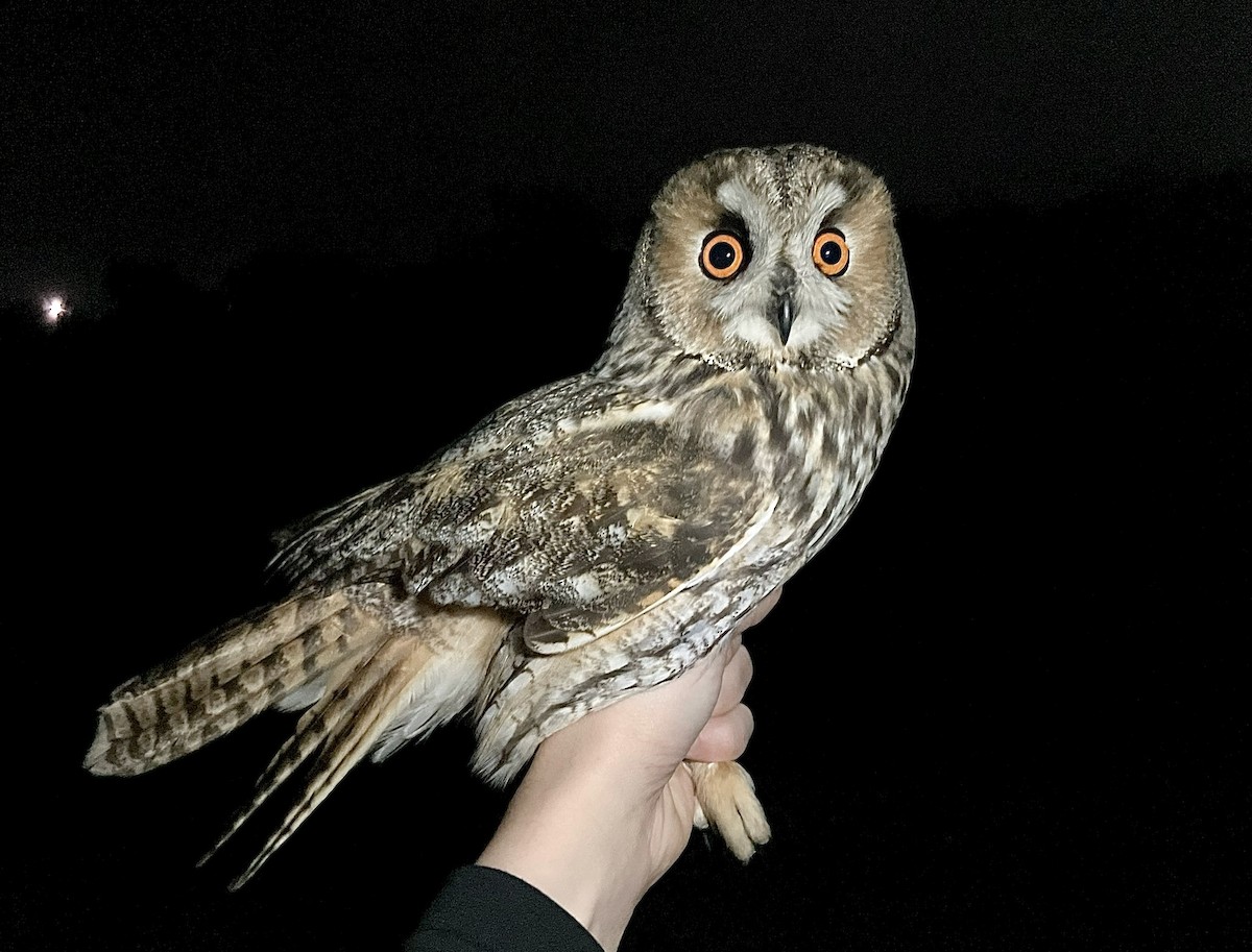 hornugle - ML644787115