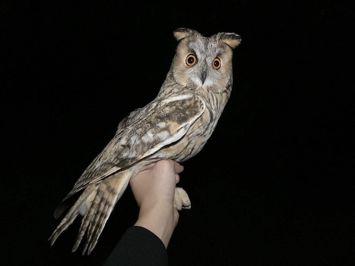 hornugle - ML644787116