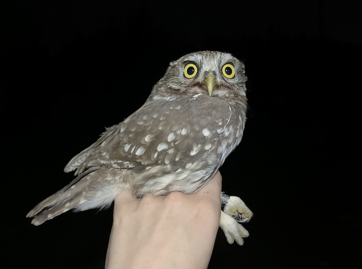 Хотны бүгээхэй - ML644787121