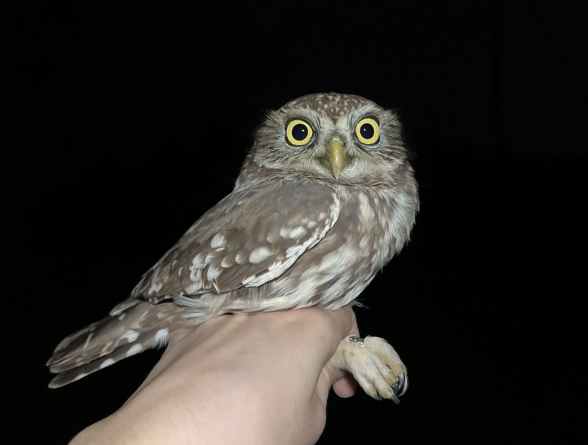 Хотны бүгээхэй - ML644787123