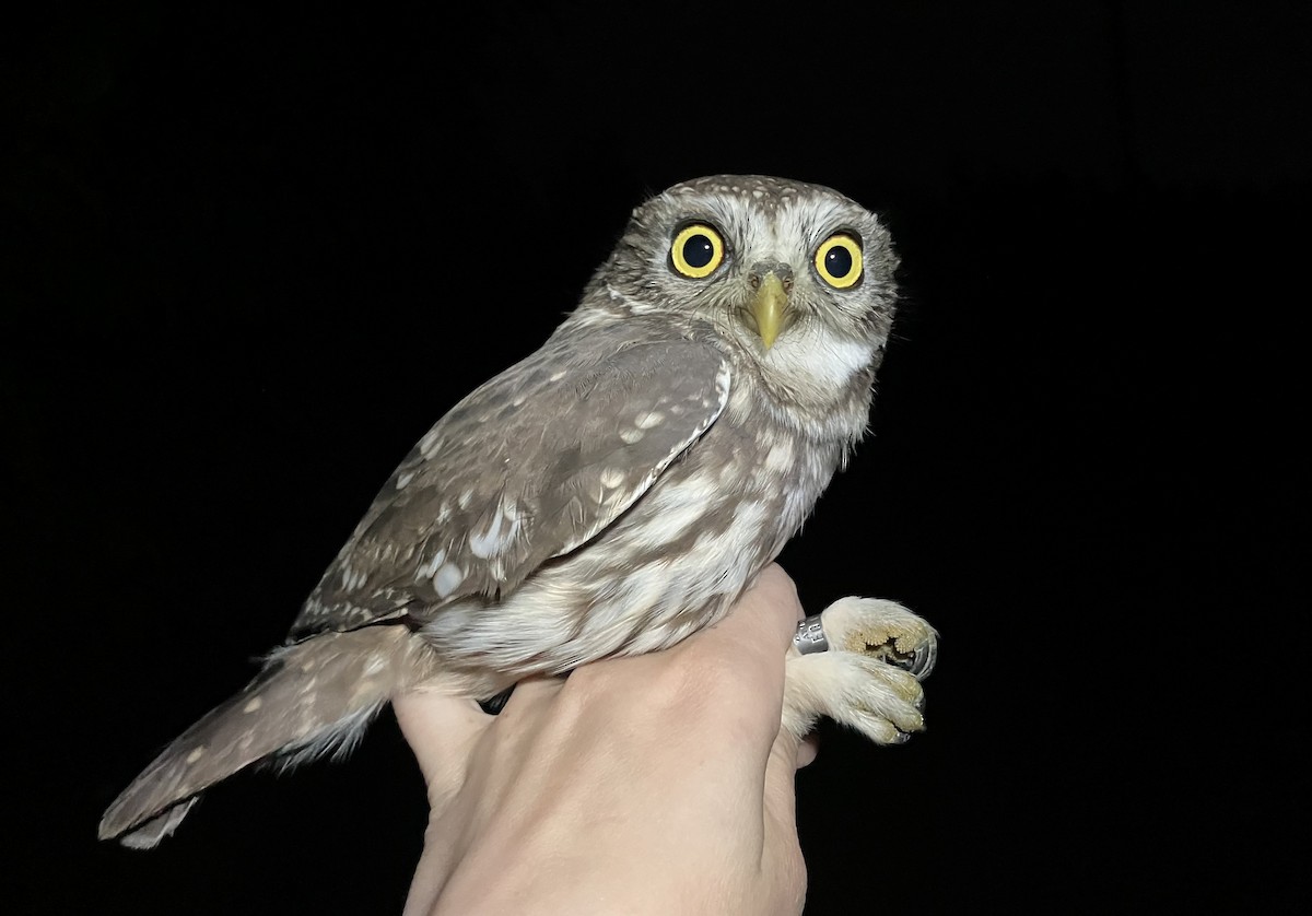 Хотны бүгээхэй - ML644787124