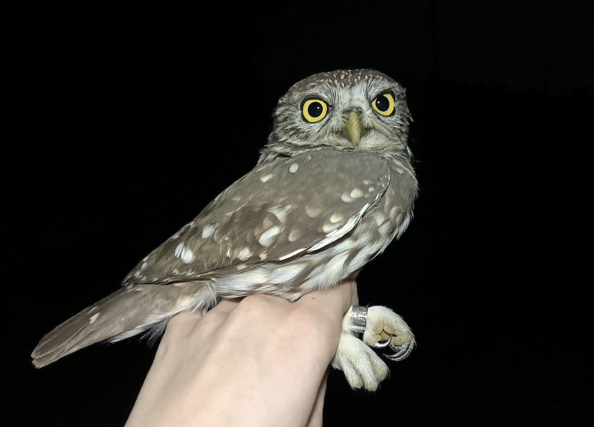 Хотны бүгээхэй - ML644787126