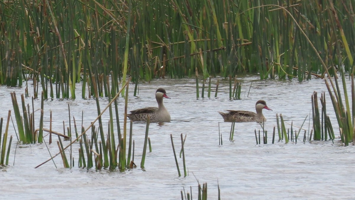 Ahate mokogorria - ML644787145