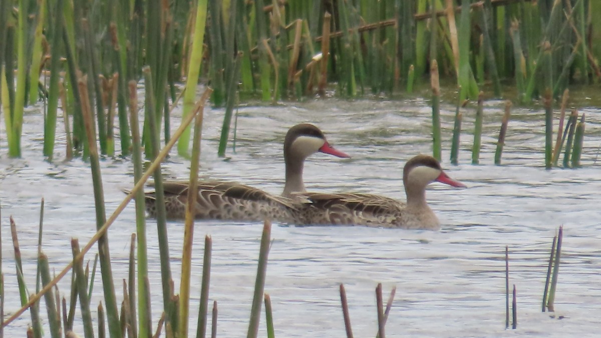 Ahate mokogorria - ML644787146