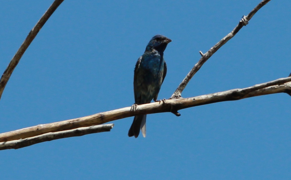 Indigo Bunting - ML644787147