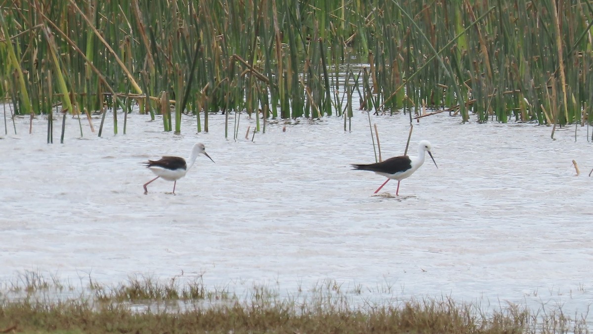 Black-winged Stilt - ML644787151