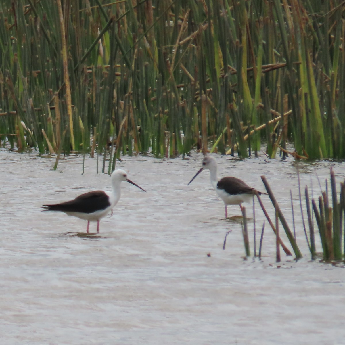Black-winged Stilt - ML644787152
