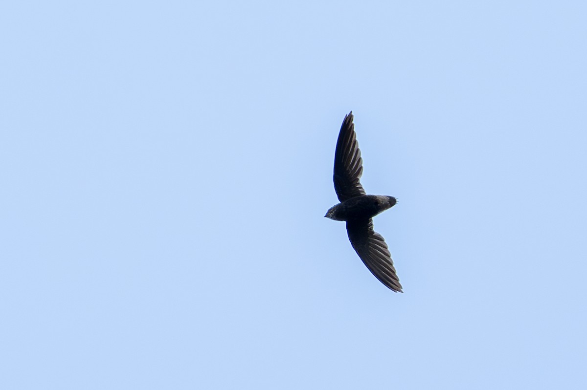 Short-tailed Swift - ML644787153