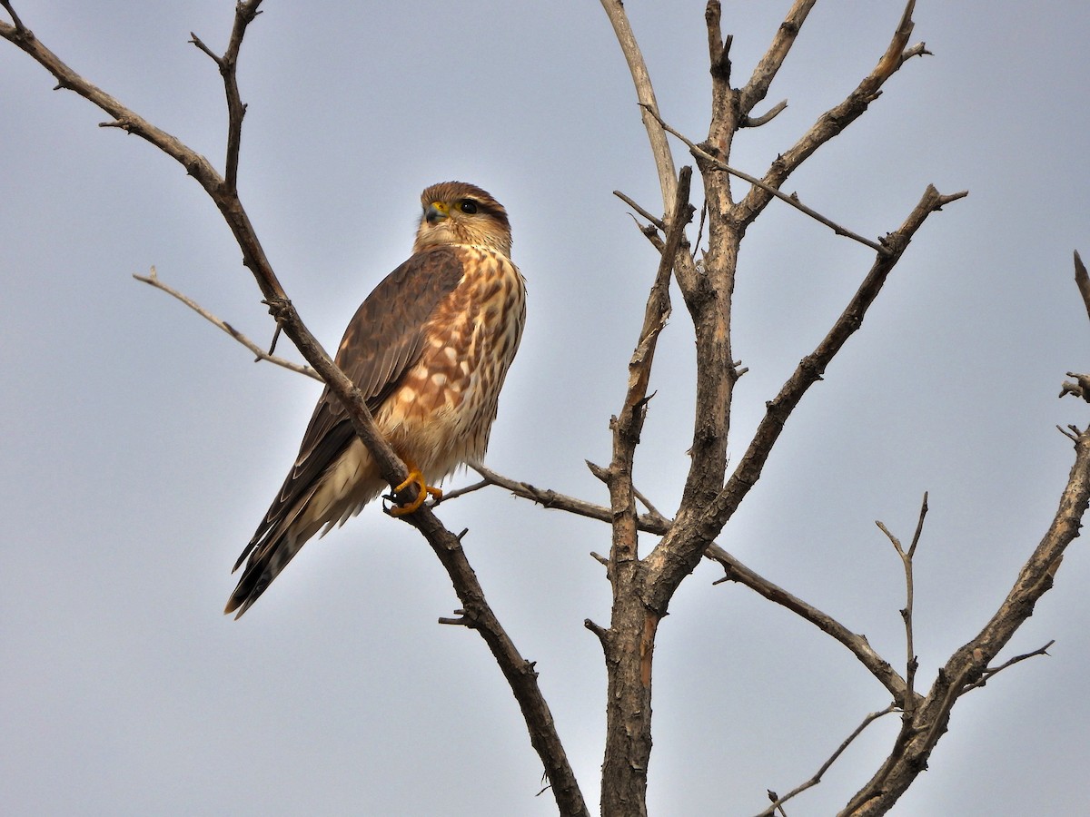 בז גמדי - ML644787154