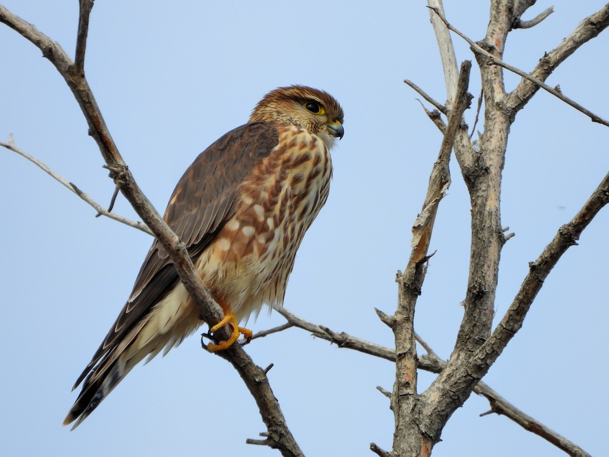 בז גמדי - ML644787155