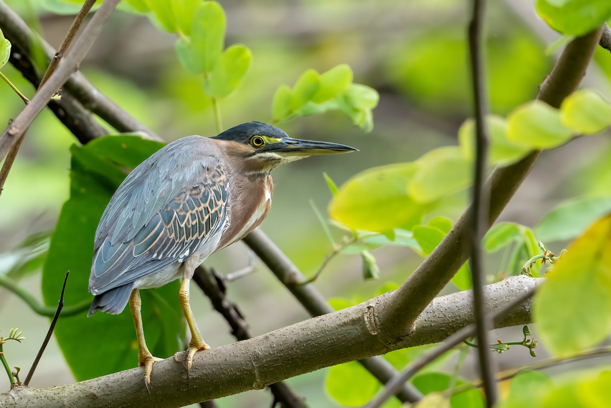 אנפית דרום אמריקנית - ML644787156