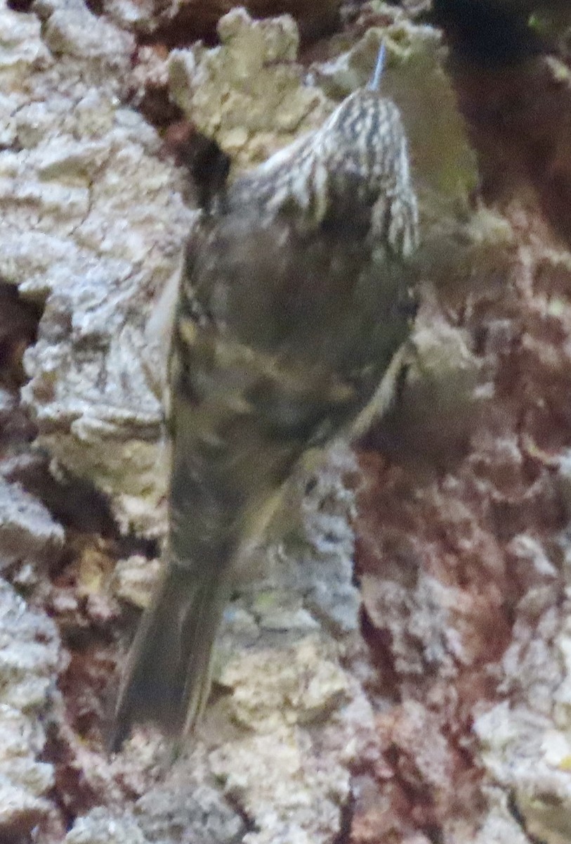 Brown Creeper - ML644787157