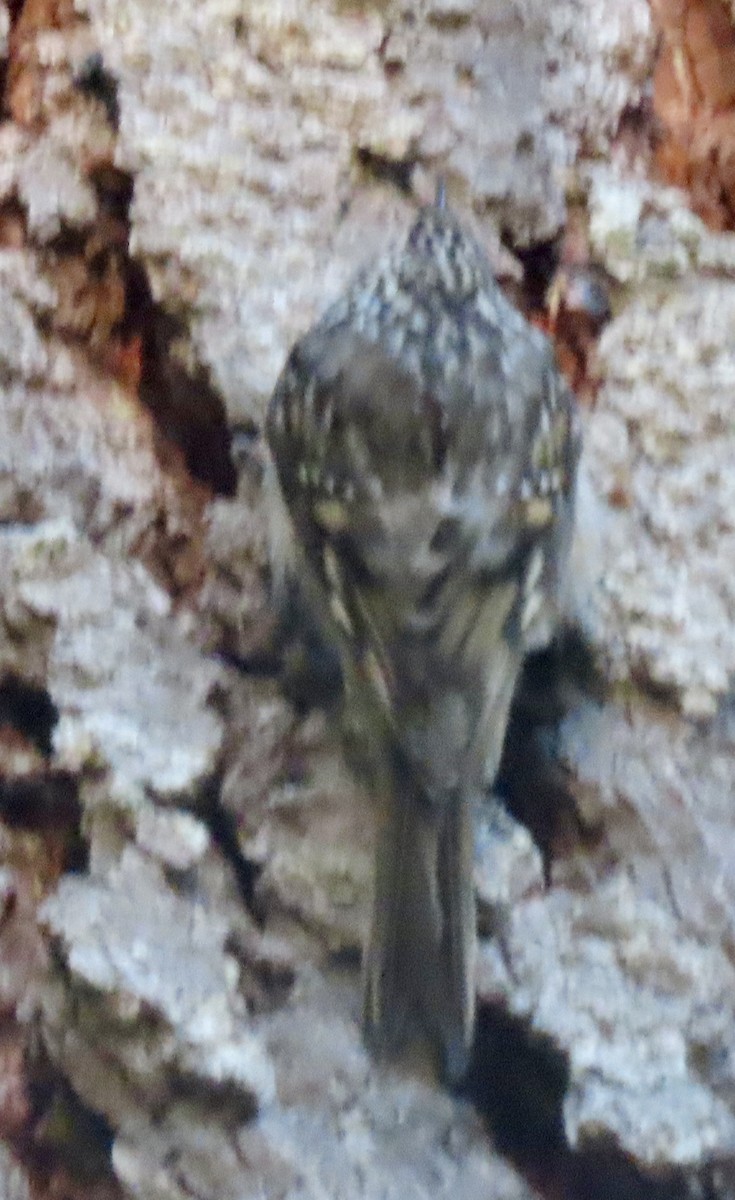 Brown Creeper - ML644787158