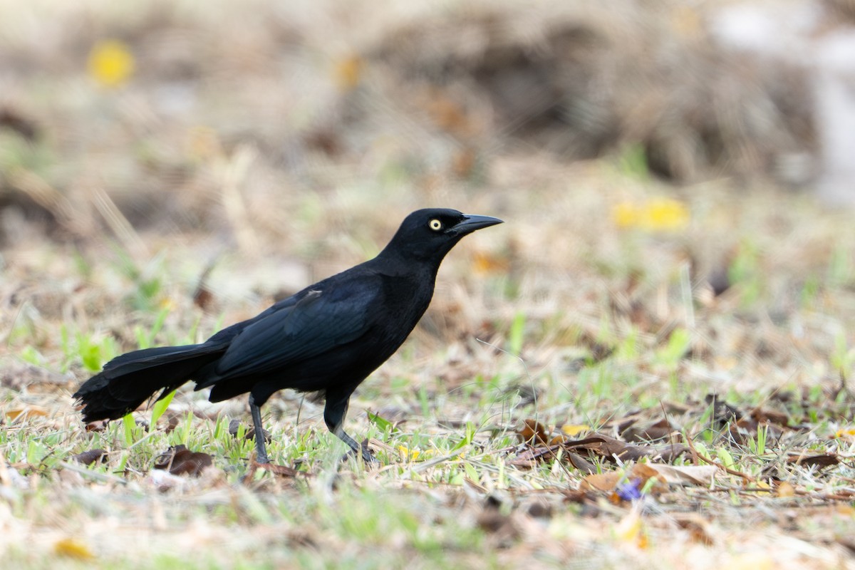 Carib Grackle - ML644787160