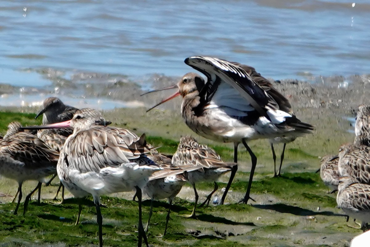 לימוזה חומת-בטן - ML644787161