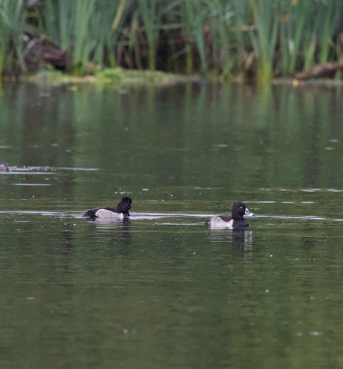 צולל צווארון - ML644787162