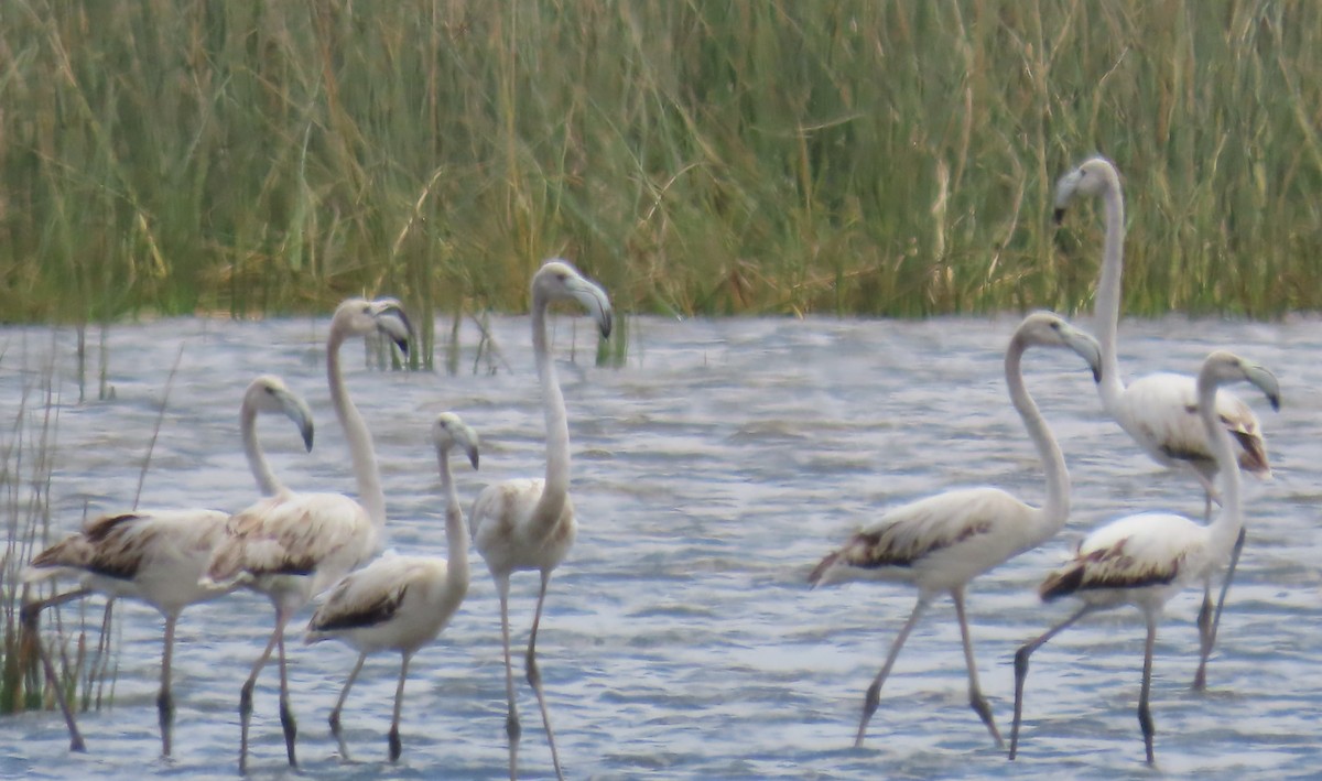 פלמינגו גדול - ML644787163