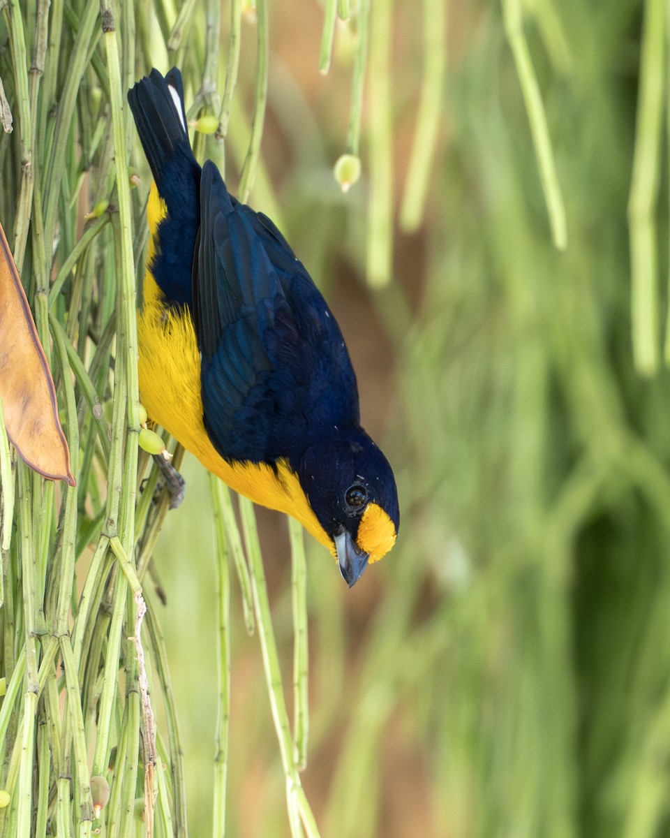 Violaceous Euphonia - ML644787164