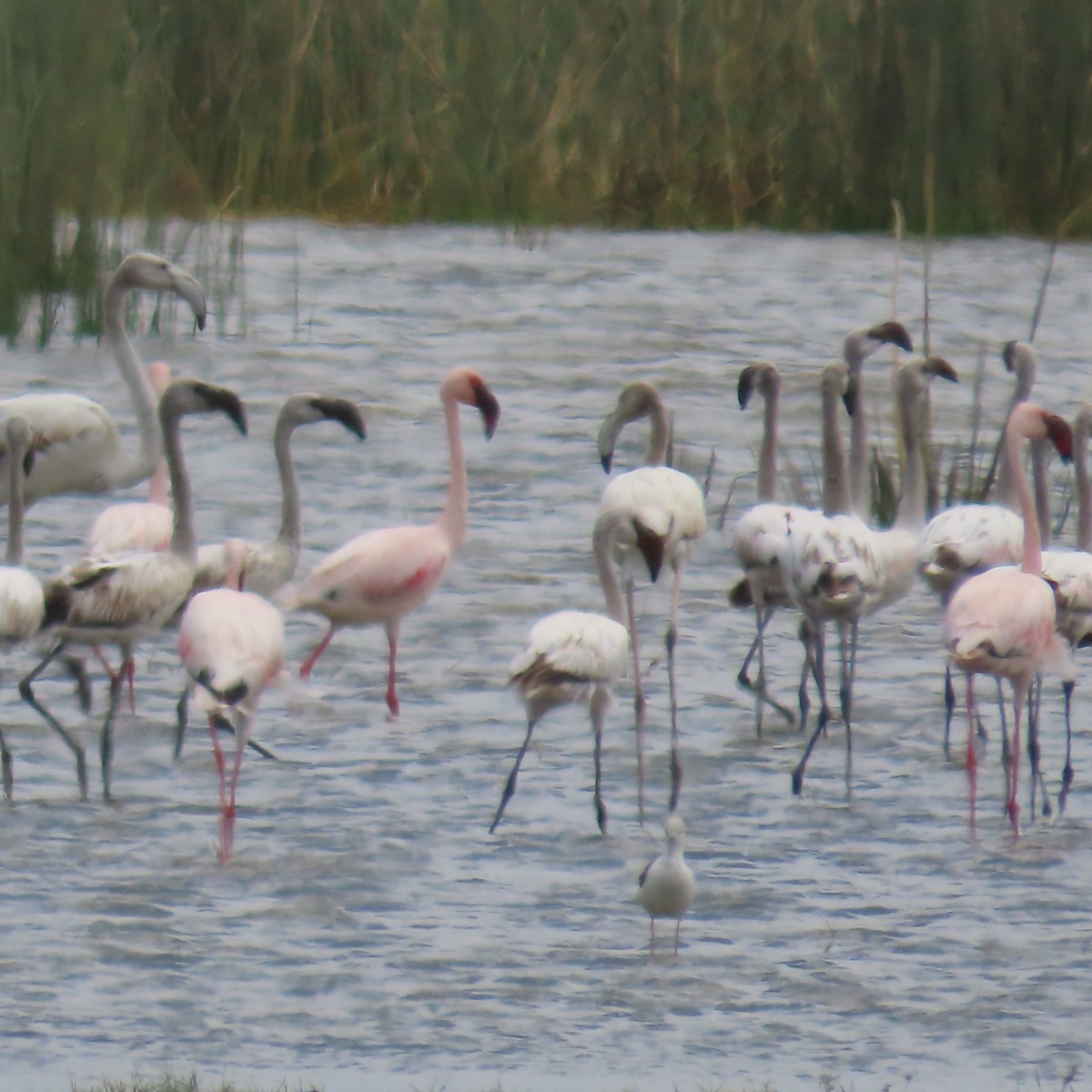 פלמינגו גדול - ML644787166