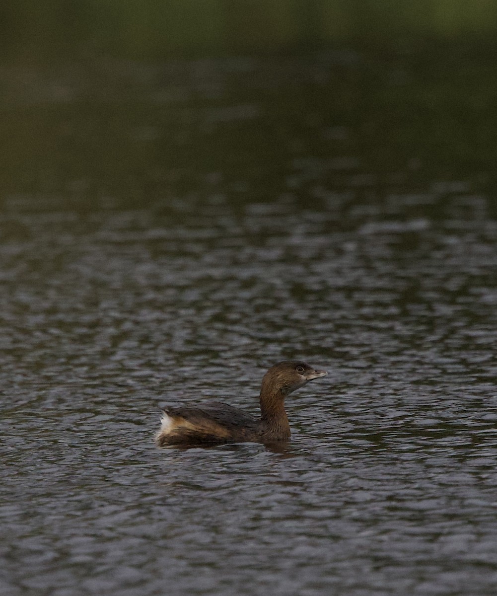 טבלן עקוד-מקור - ML644787167
