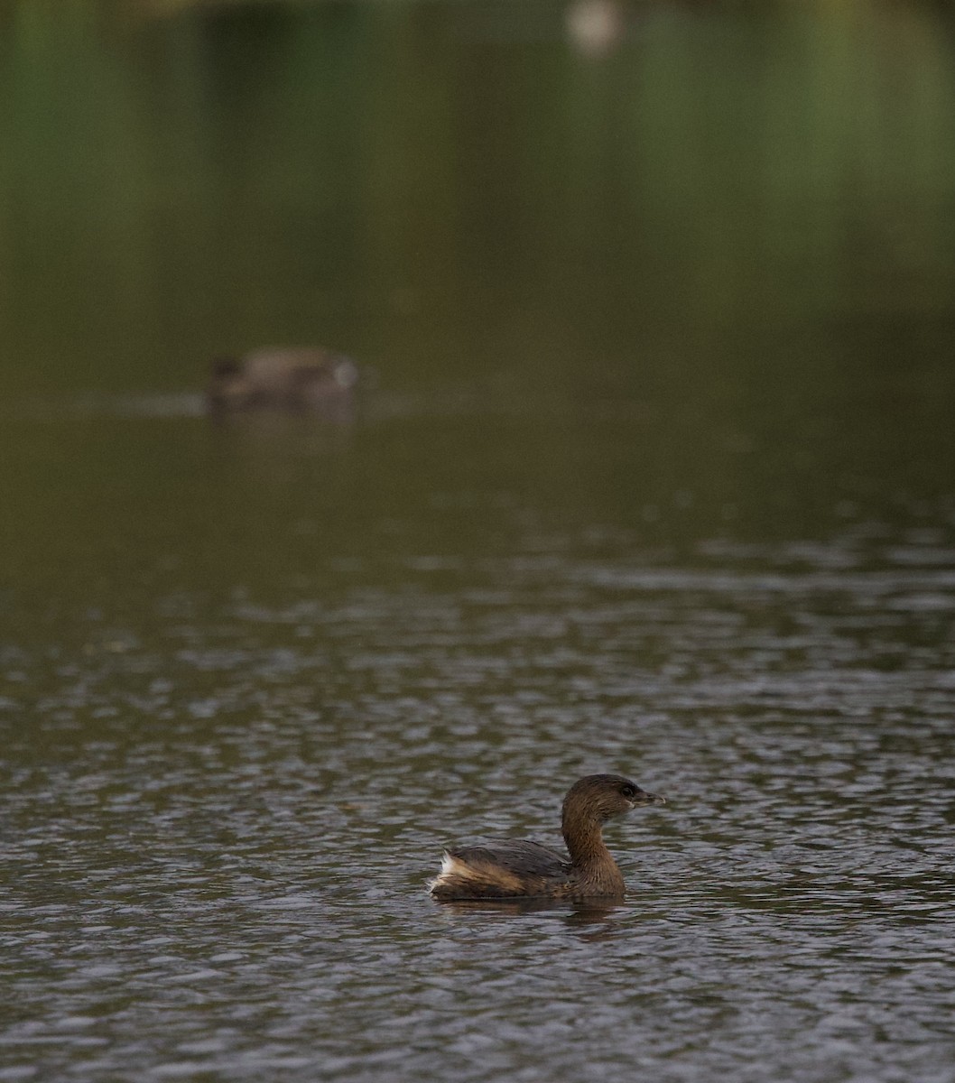 טבלן עקוד-מקור - ML644787168