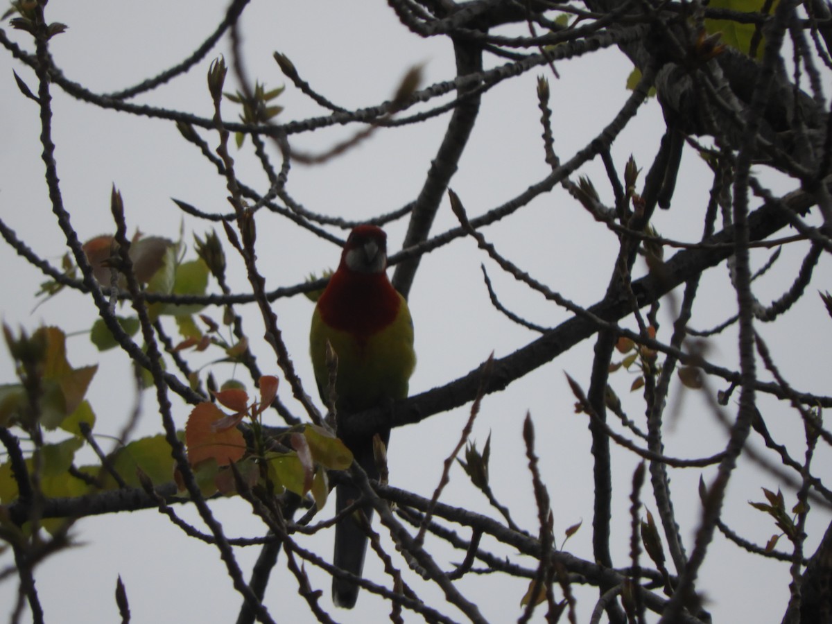 Eastern Rosella - ML644787169