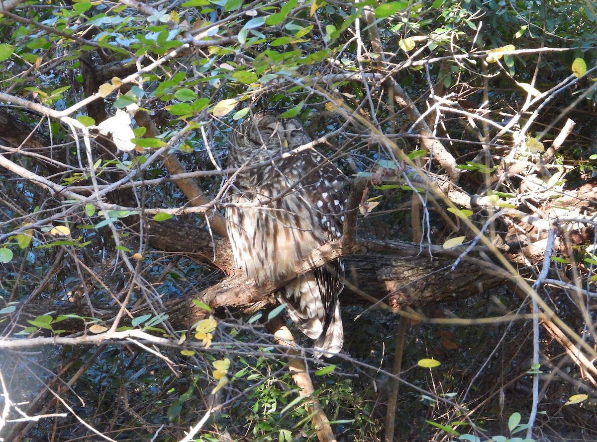Barred Owl - ML644787171