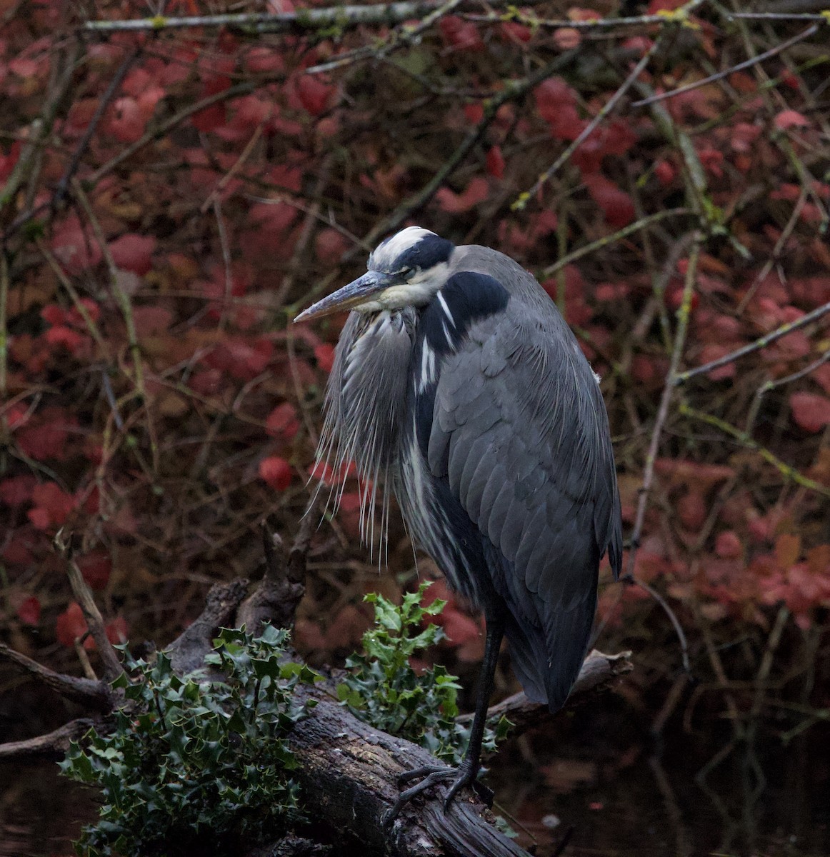 אנפה אמריקנית - ML644787172